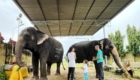 elephant ride in jaipur